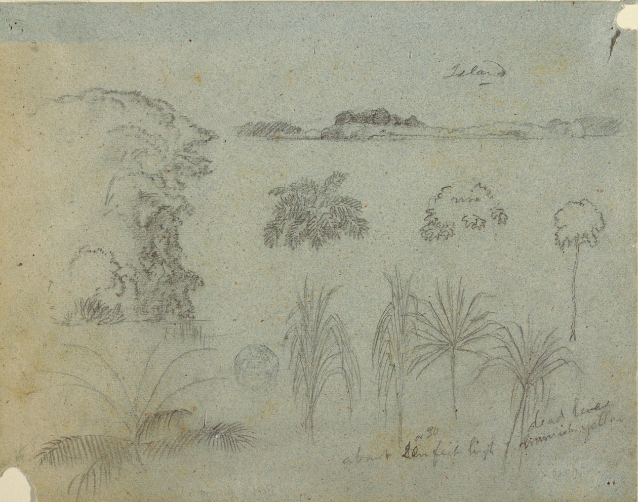 Studer med tretopper, trær, fem design av planter og en fjern øy av Frederic Edwin Church