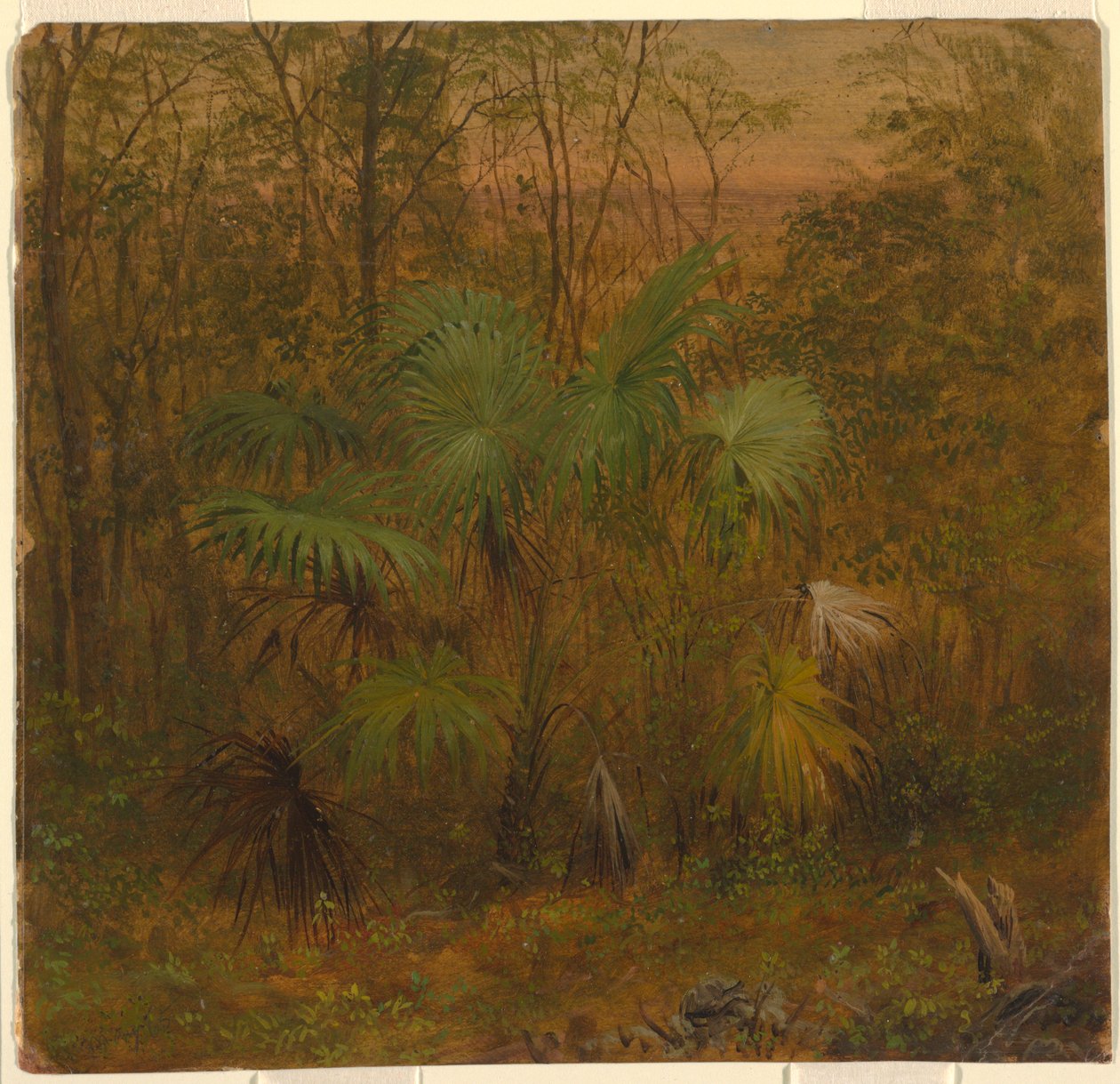 Thatch Palm, Jamaica av Frederic Edwin Church