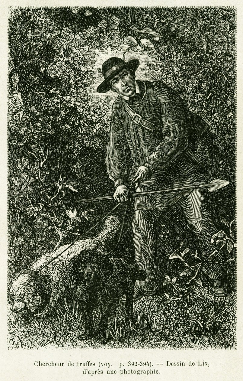 En trøffelsøker. Gravering av Lix for å illustrere historien A Through Alsace and Lorraine, av Charles Grad, tysk deputert, i 1884, i tour du monde 1886, regissert av Edouard Charton (1807-1890), Hachette, Paris. av Frederic Theodore Lix