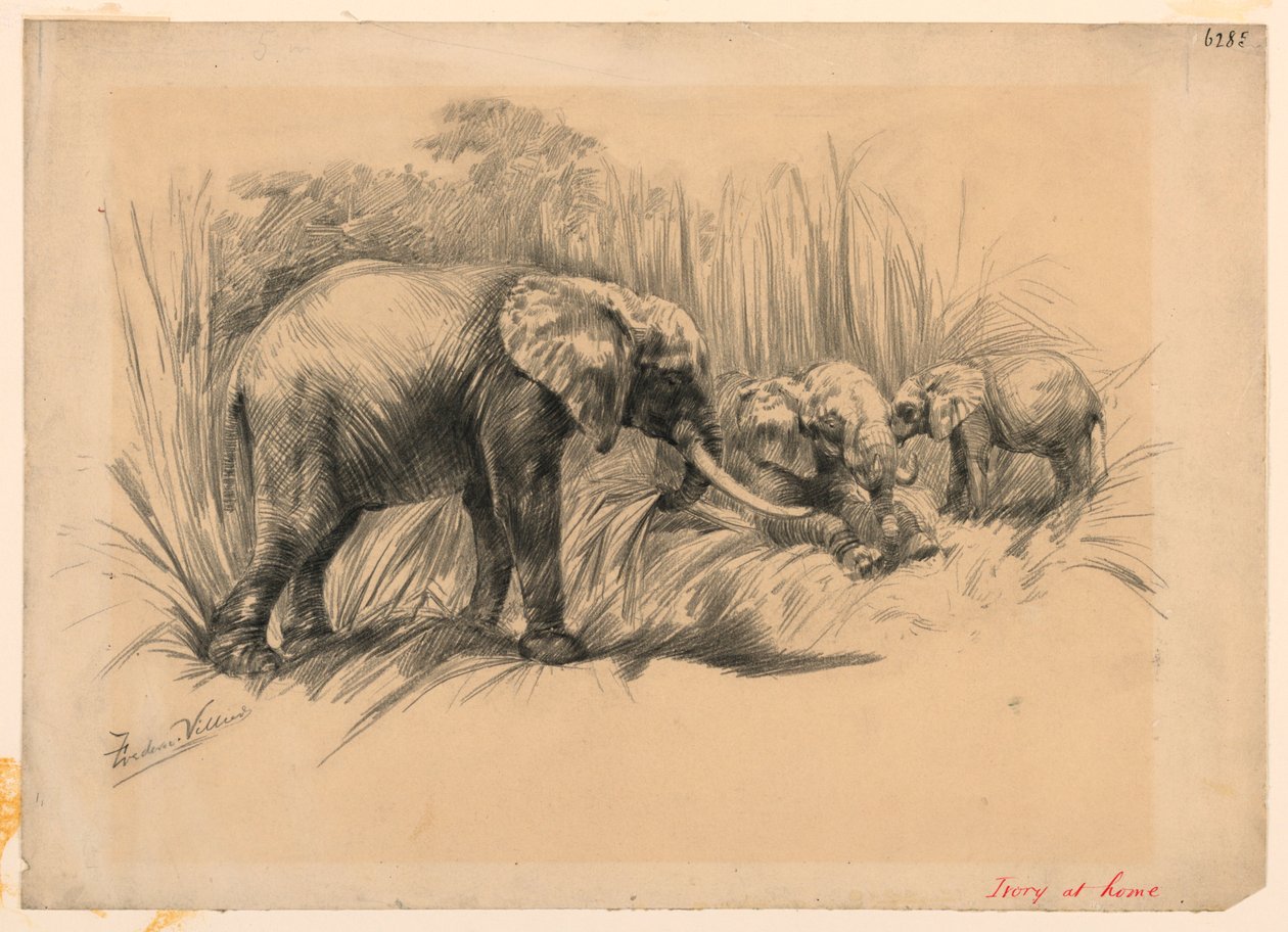 Elfenben hjemme av Frederic Villiers