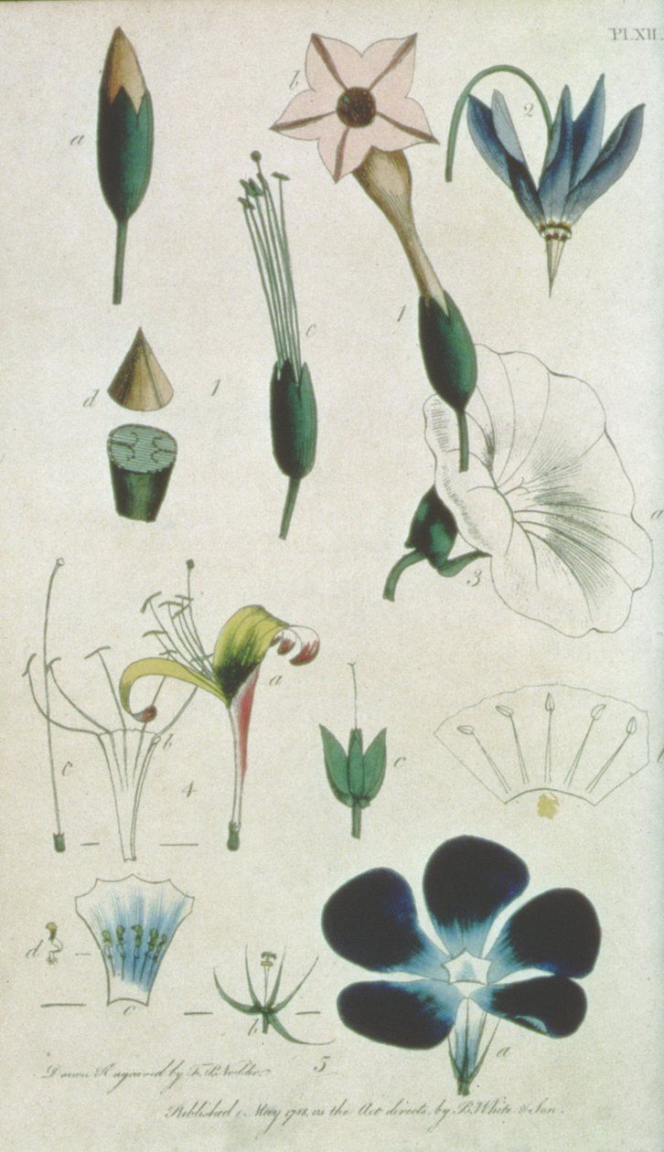 Plate XII, bokstav XVI Pentandria Monagia, forskjellige blomster med fem støvbærere, illustrerer elementer av botanikk som forklart av Carolus Linnaeus (1707-78), gravert av kunstneren, pub. av B. White und Son, av Frederick Polydor Nodder