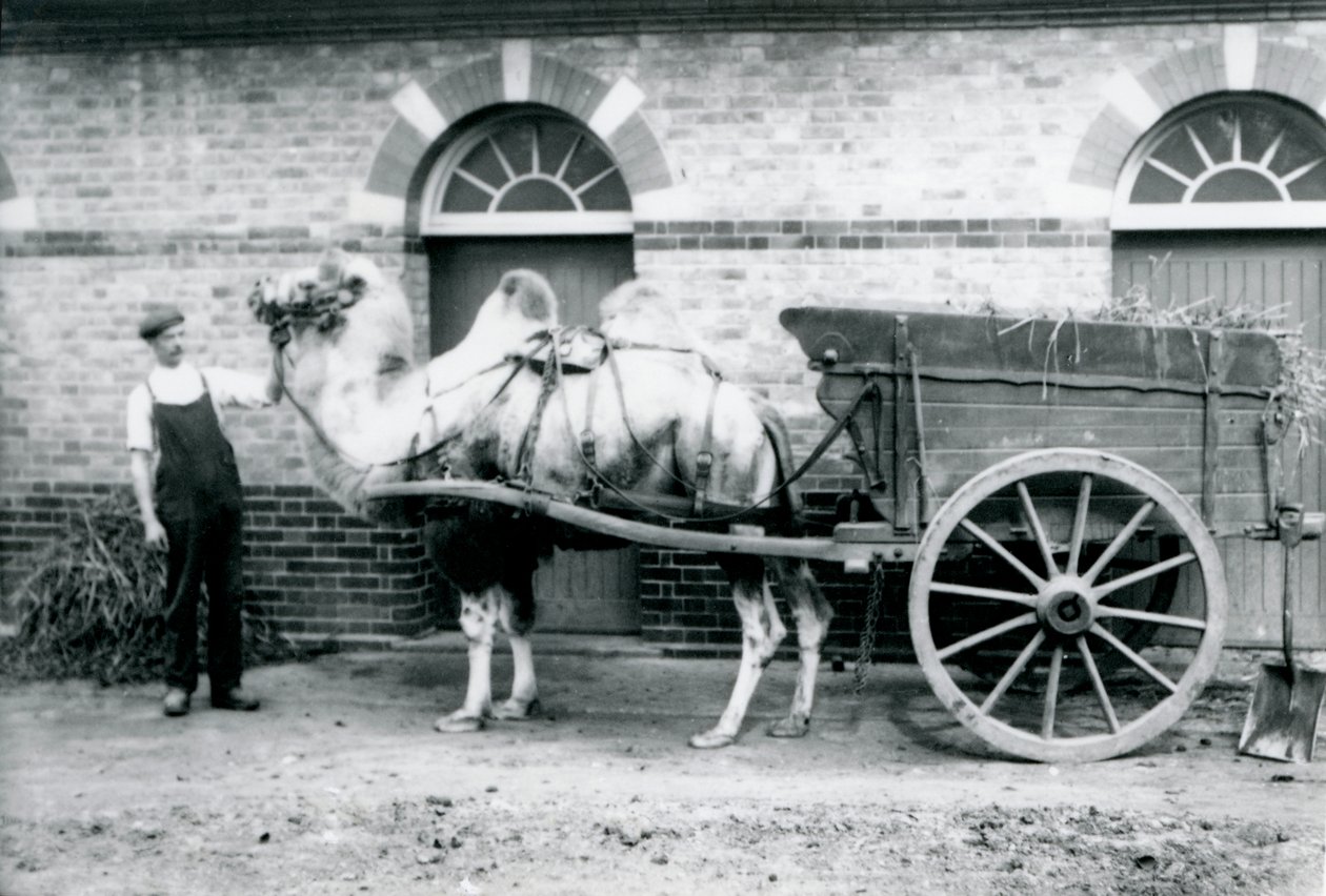 En baktrisk kamel trekker en møkkvogn i London Zoo, 1913 av Frederick William Bond