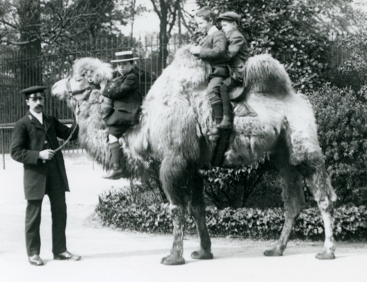 En baktrisk kameltur i London Zoo, ca. 1913 av Frederick William Bond