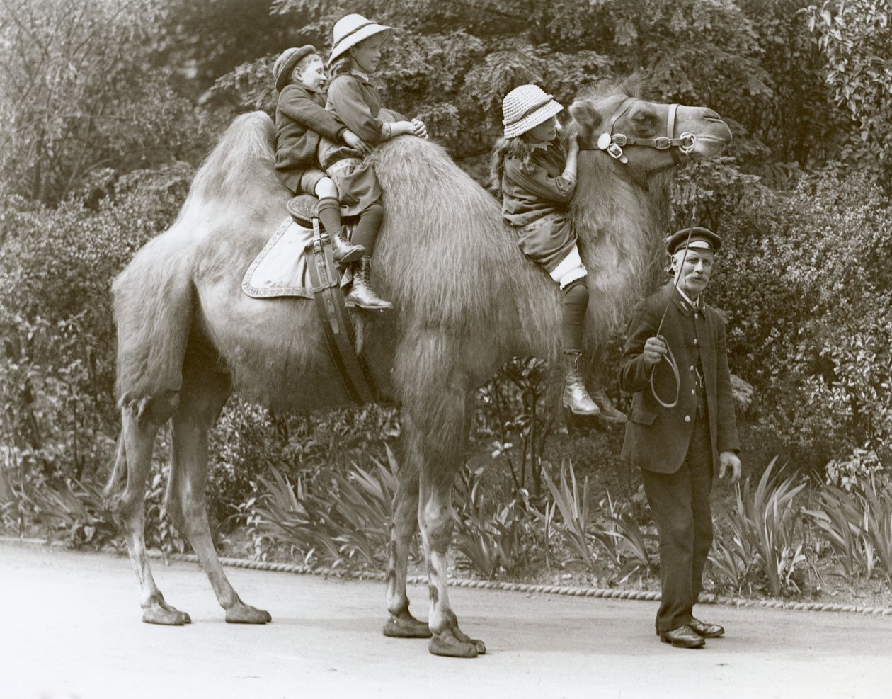 En Bactrian Camel-tur med keeper og tre barn i London Zoo, mai 1914 av Frederick William Bond