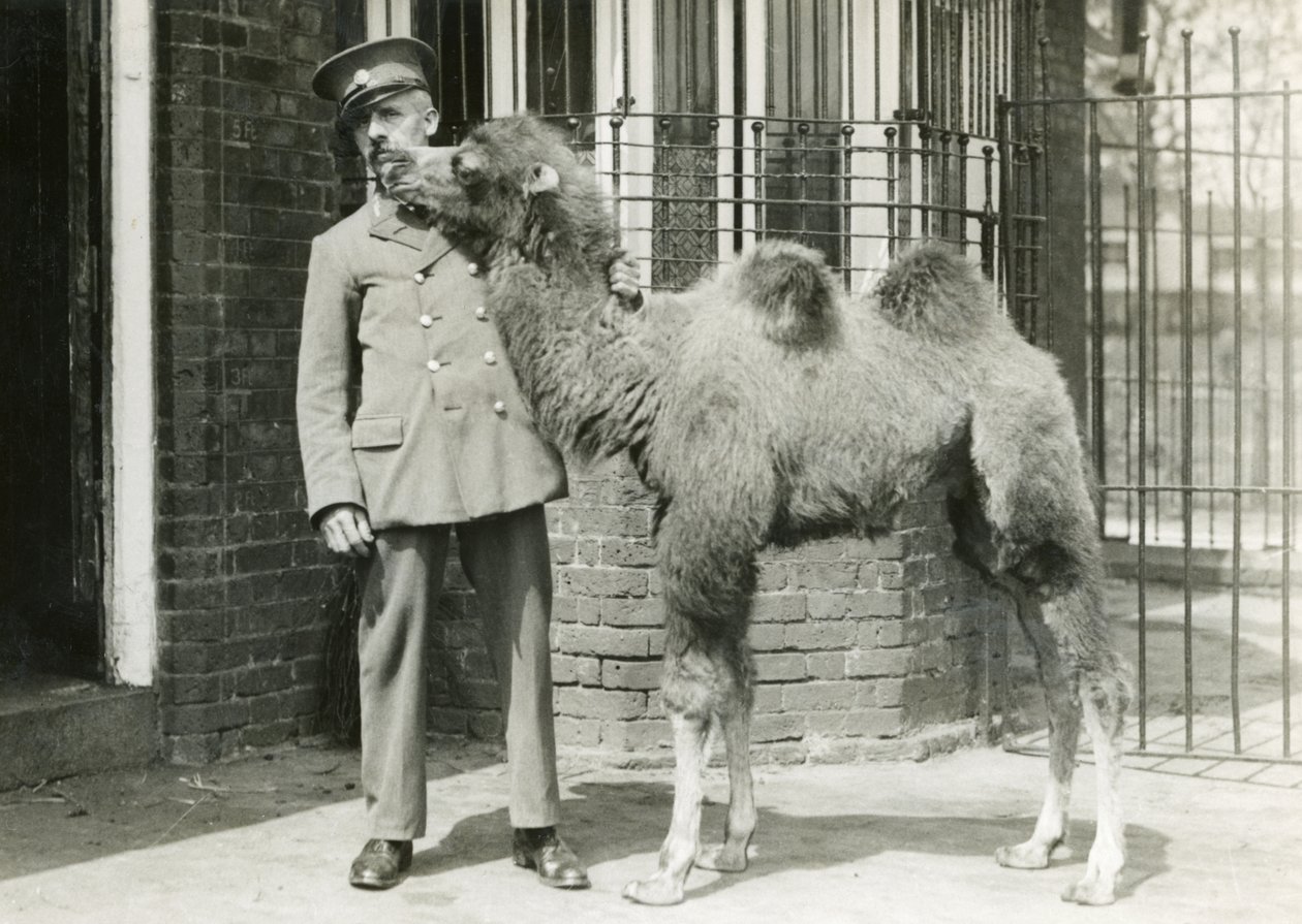 En baktrisk kamelkalv, med keeper, fire uker etter å ha blitt født i menasjeriet, London Zoo, 1929 av Frederick William Bond