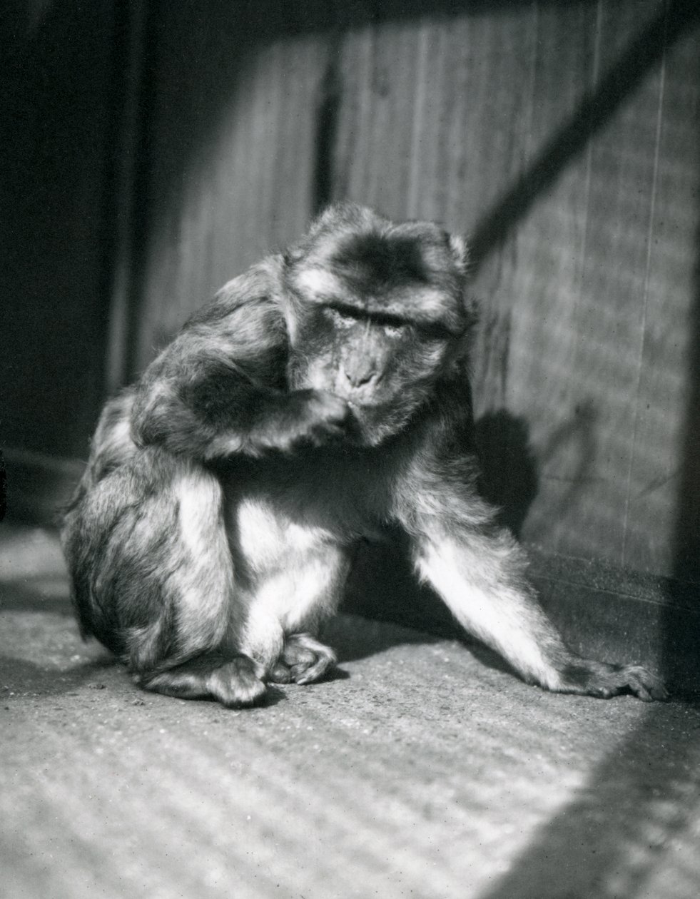 En Barbary Ape i London Zoo, mars 1914 av Frederick William Bond