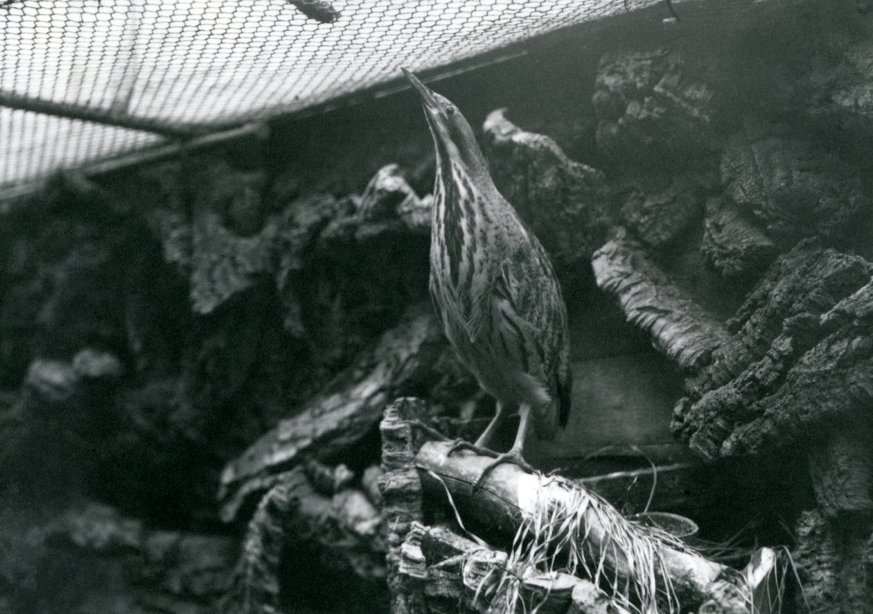 A Bittern i London Zoo, juni 1922 av Frederick William Bond
