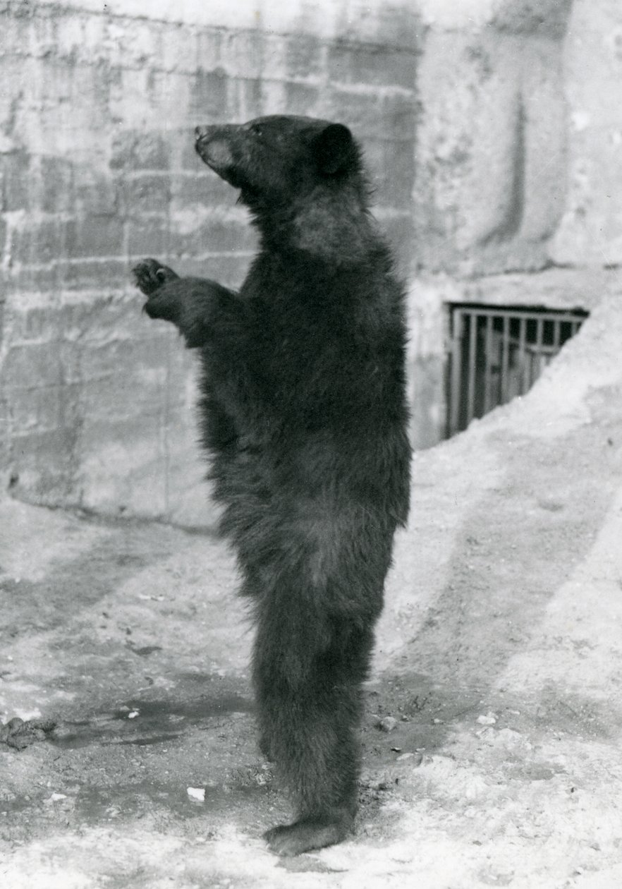 En svart bjørn som står oppreist i innhegningen sin, på Mappin Terraces, ved London Zoo i 1921 (bw-bilde) av Frederick William Bond