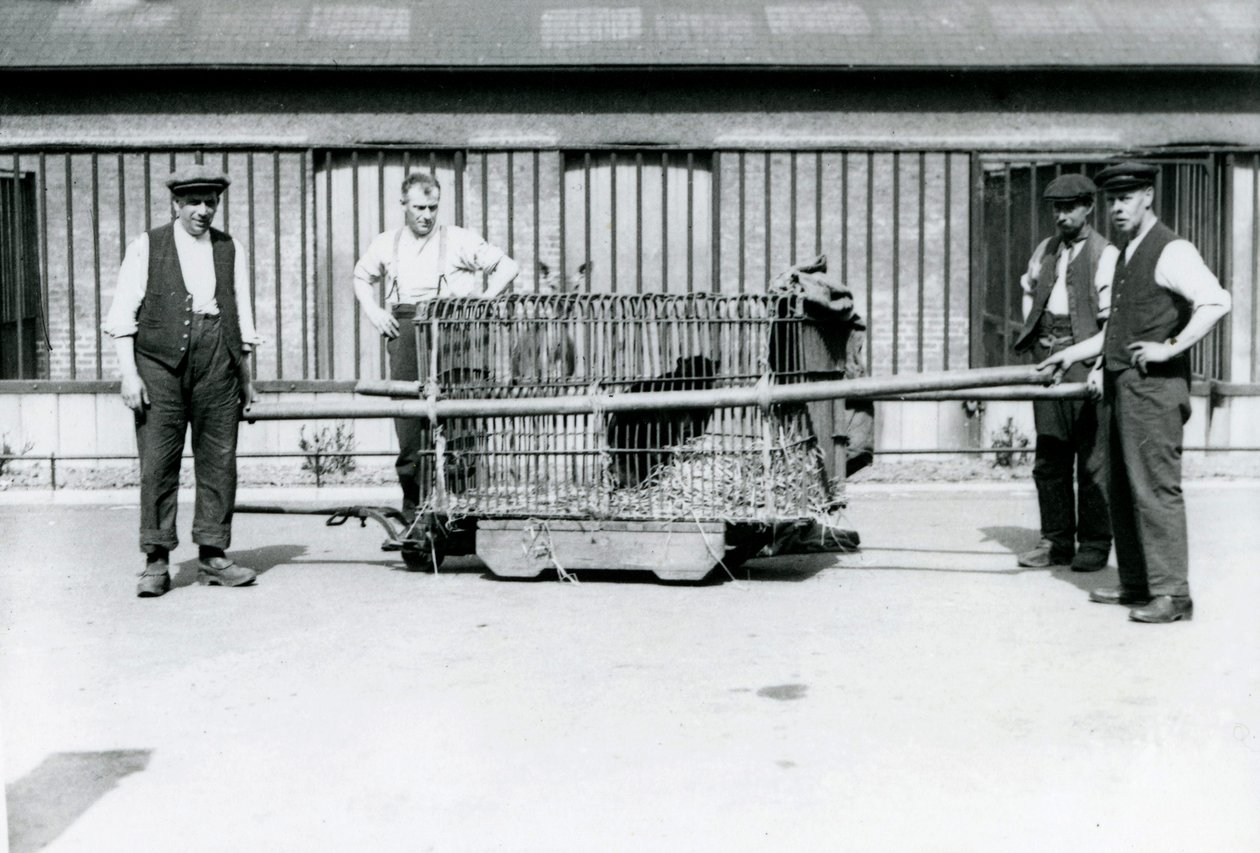 En svart leopard som ble transportert i et bur av voktere i London Zoo, juni 1922 av Frederick William Bond