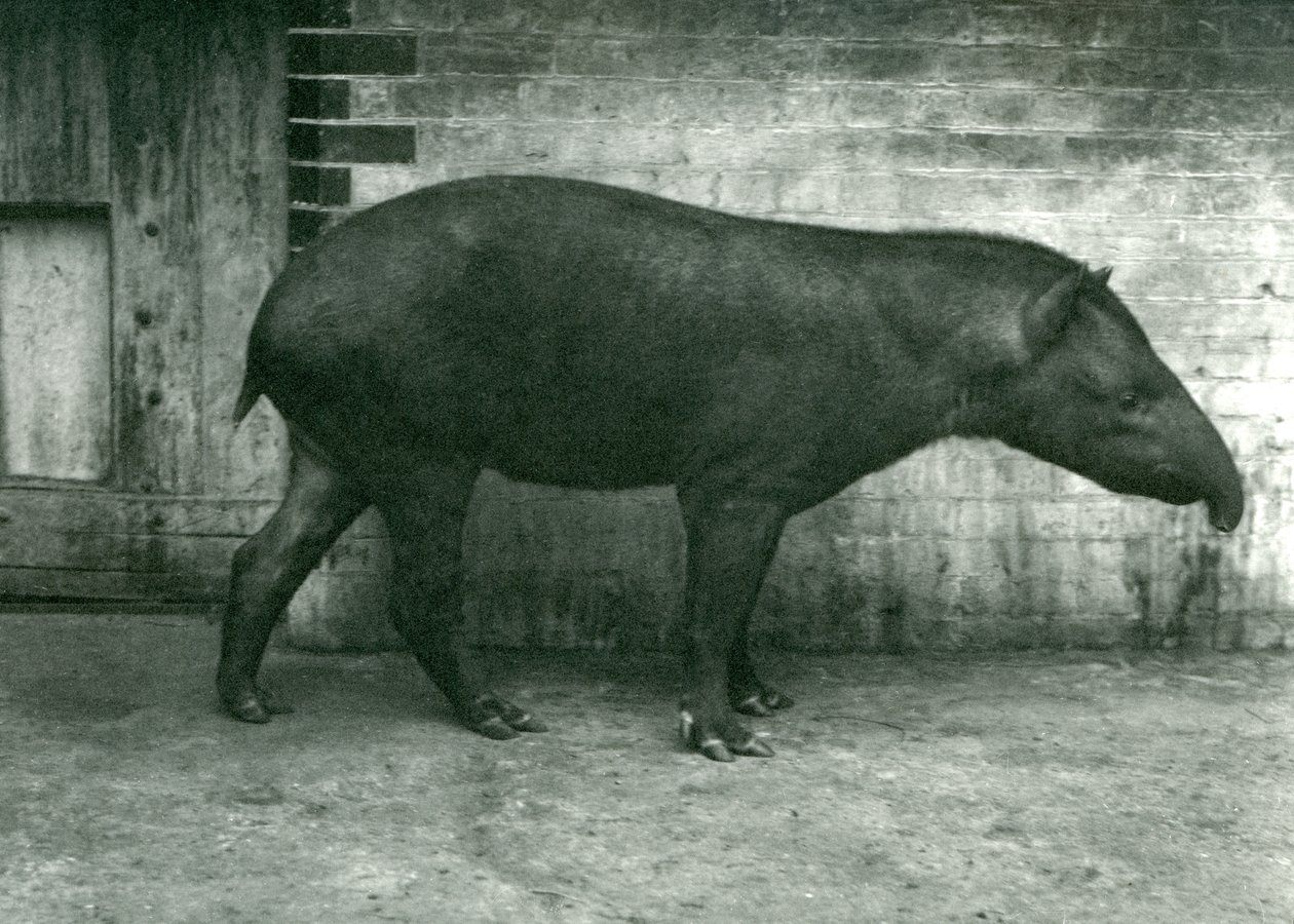 En brasiliansk eller søramerikansk tapir i London Zoo, september 1922 (bw-bilde) av Frederick William Bond