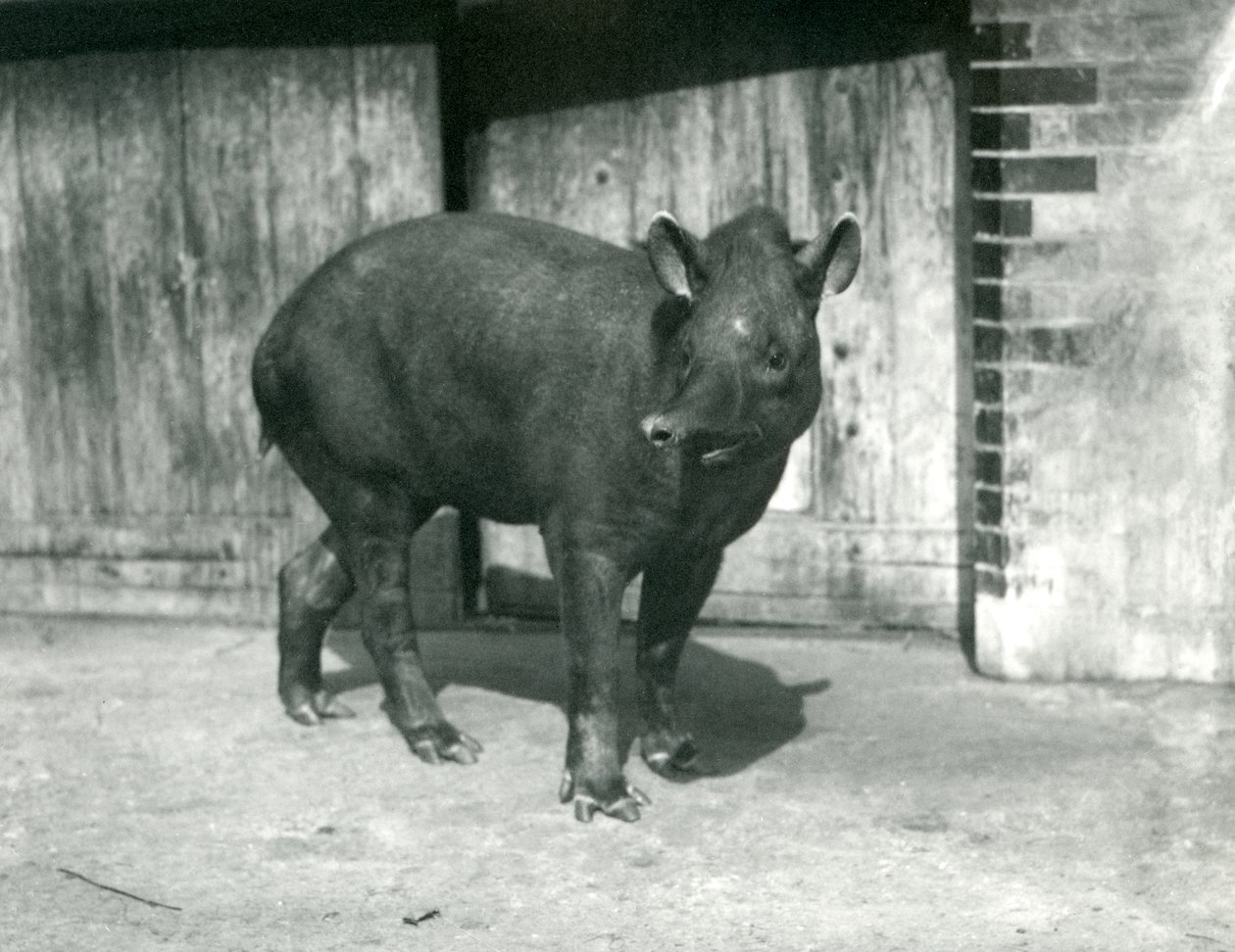 En brasiliansk eller søramerikansk tapir i London Zoo, september 1922 (bw-bilde) av Frederick William Bond