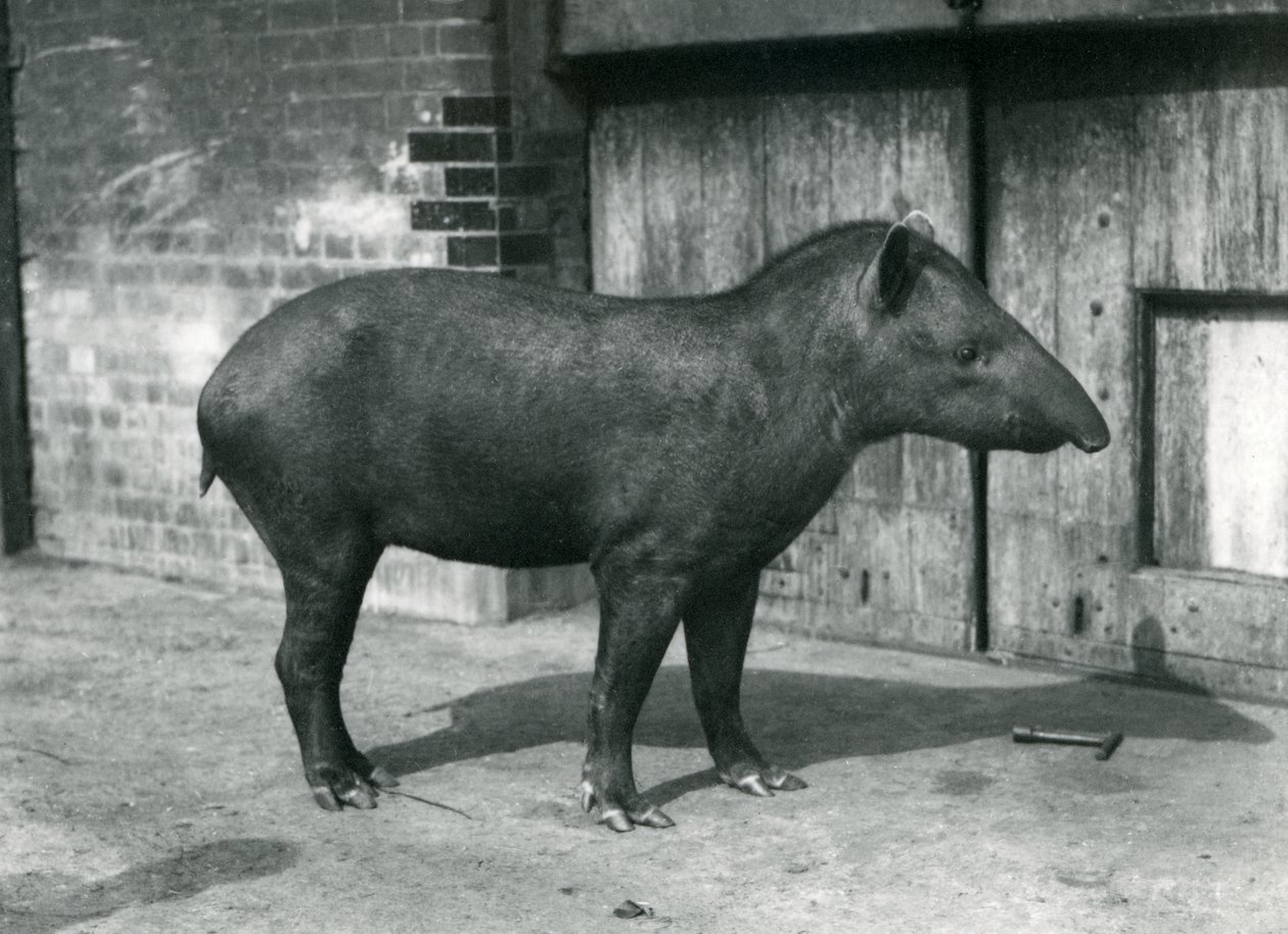 En brasiliansk eller søramerikansk tapir i London Zoo, september 1922 (bw-bilde) av Frederick William Bond