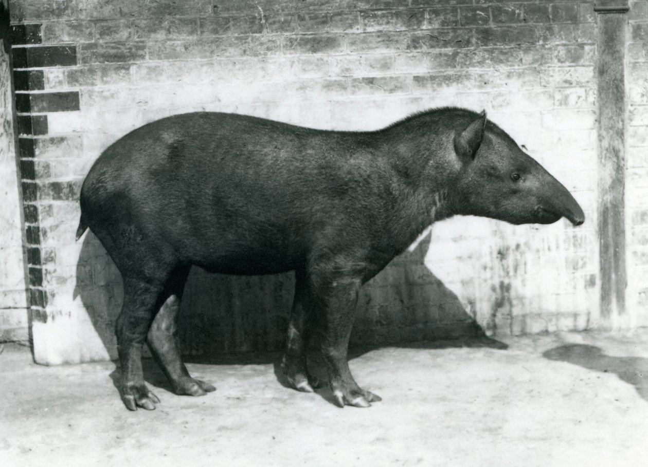 En brasiliansk søramerikansk tapir i London Zoo, oktober 1922 av Frederick William Bond