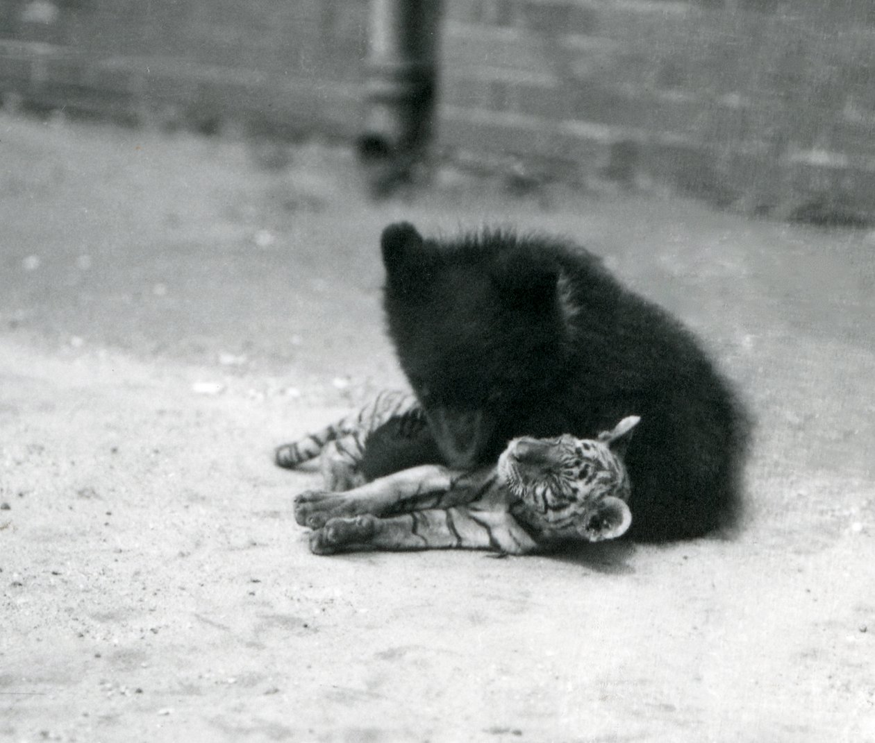 En brunbjørnunge leker med en tigerunge i London Zoo, april 1914 av Frederick William Bond