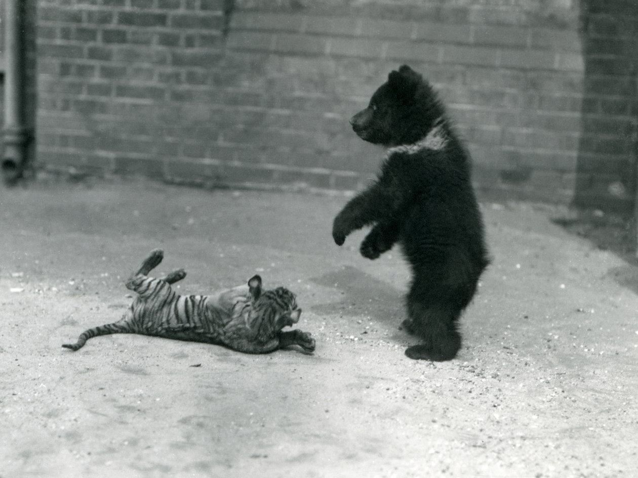 En brunbjørnunge leker med en tigerunge i London Zoo, april 1914 av Frederick William Bond