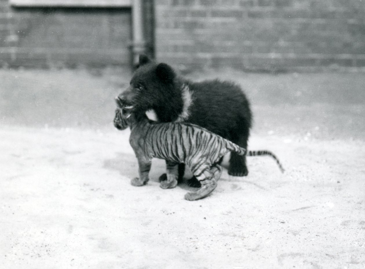 En brunbjørnunge leker med en tigerunge i London Zoo, april 1914 av Frederick William Bond