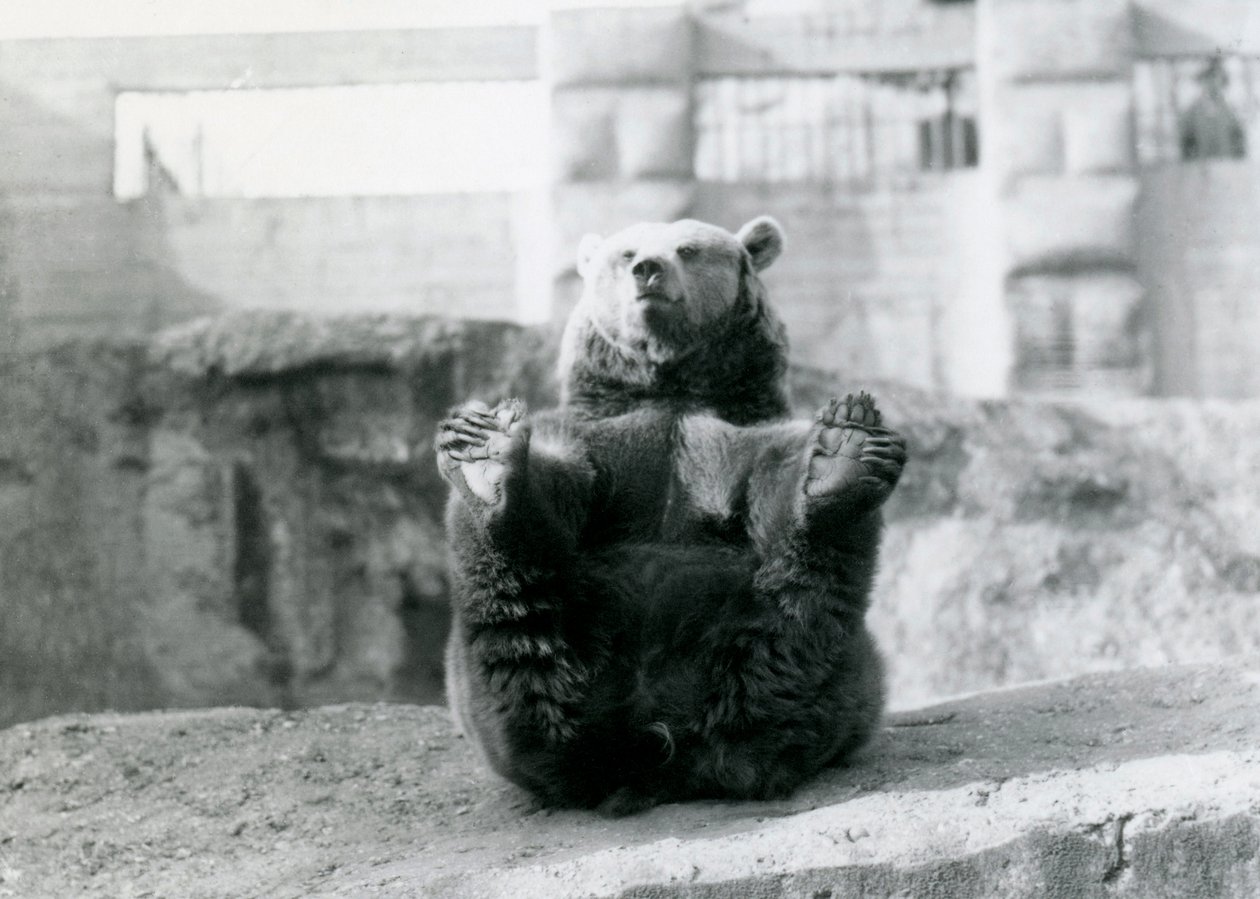 En brunbjørn som sitter tilbake og holder bakføttene med potene, Mappin Terraces, London Zoo, august 1921 av Frederick William Bond