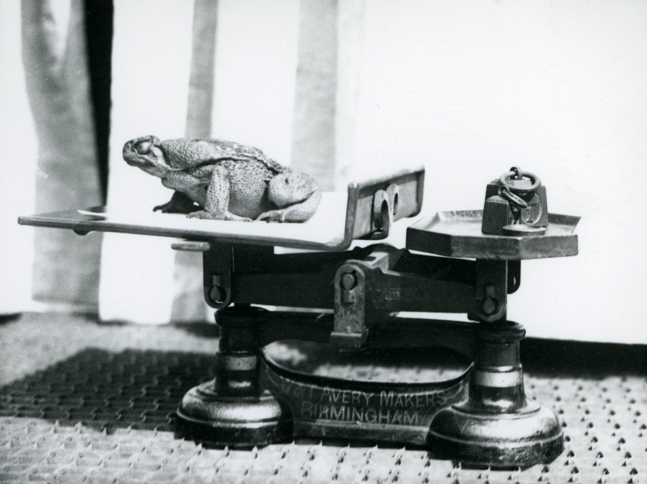En stokkpadde sitter på vekter som skal veies i London Zoo, 1923 (bw-bilde) av Frederick William Bond