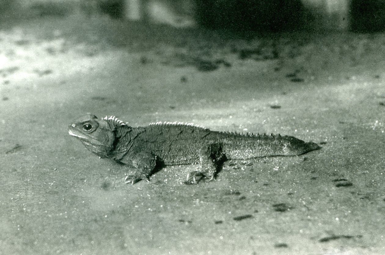 A Cook Strait, eller Northern Tuatara ved London Zoo, ca. 1923 (bw-bilde) av Frederick William Bond