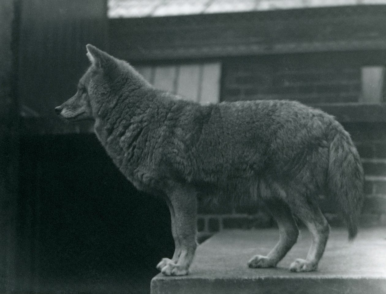 En Coyote i London Zoo, oktober 1920 av Frederick William Bond