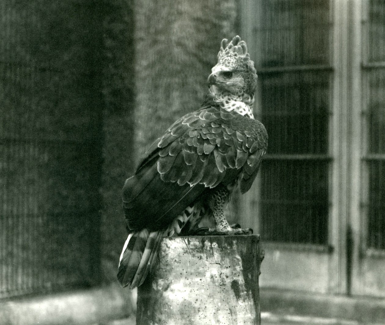 A Crowned Eagle i London Zoo, juni 1922 av Frederick William Bond