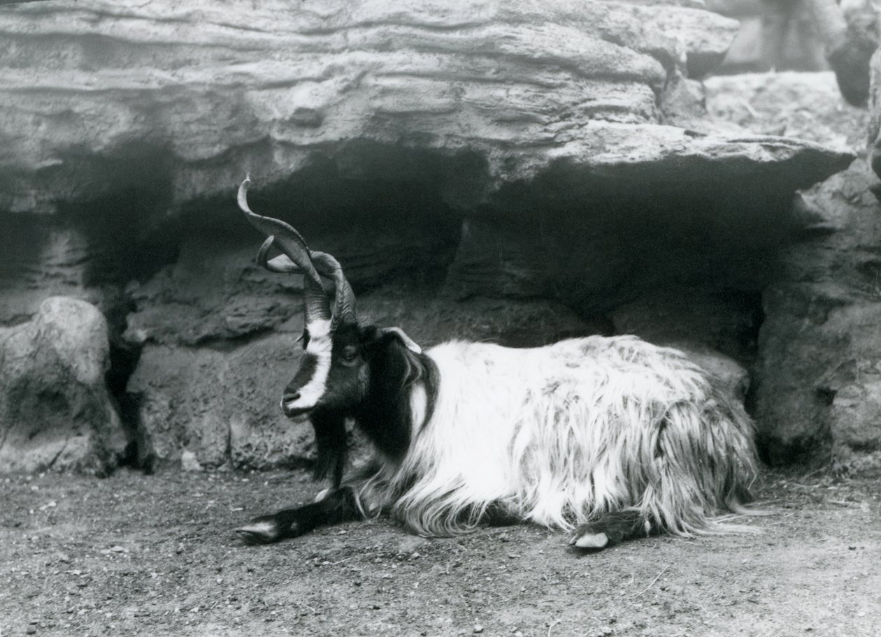 En krøllete geit i London Zoo, juni 1922 av Frederick William Bond