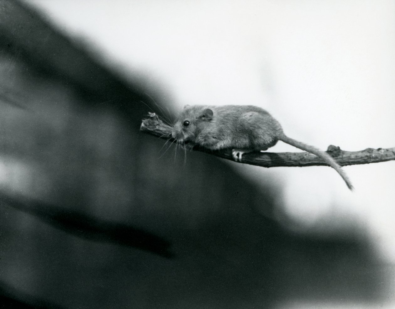 En Dormus på en gren i London Zoo, mai 1914 bw-bilde av Frederick William Bond