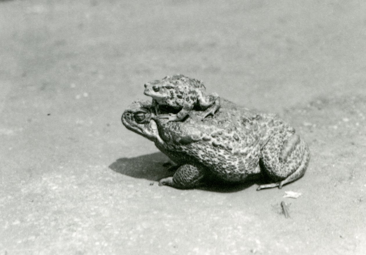 En europeisk padde som sitter på en Giant Cane Marine Road, London Zoo, august 1923 (svart-hvitt-bilde) av Frederick William Bond