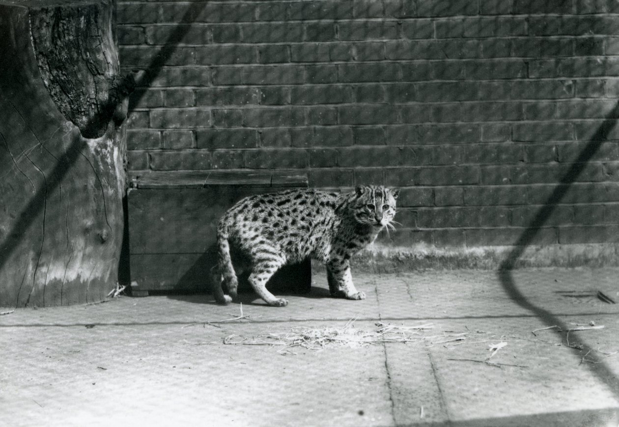 En fiskekatt i London Zoo, juli 1921 av Frederick William Bond