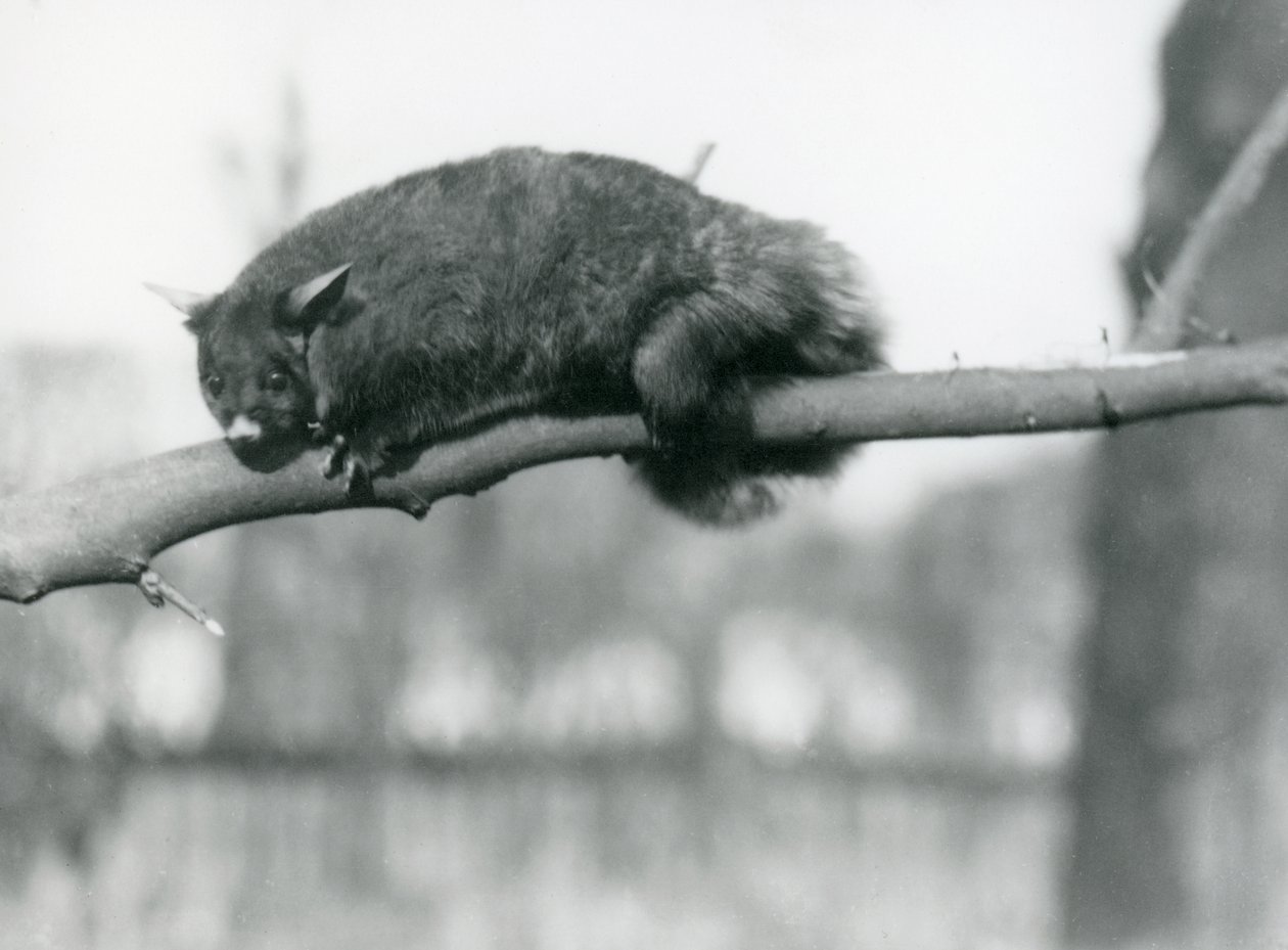 En flygende Phalanger ser ned fra en gren ved London Zoo, ca. 1923 (bw-bilde) av Frederick William Bond
