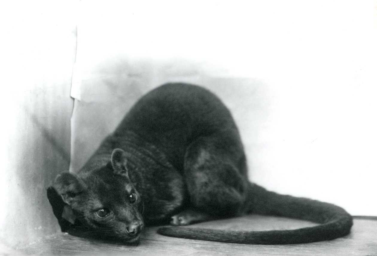En Fossa ved London Zoo, november 1912 av Frederick William Bond