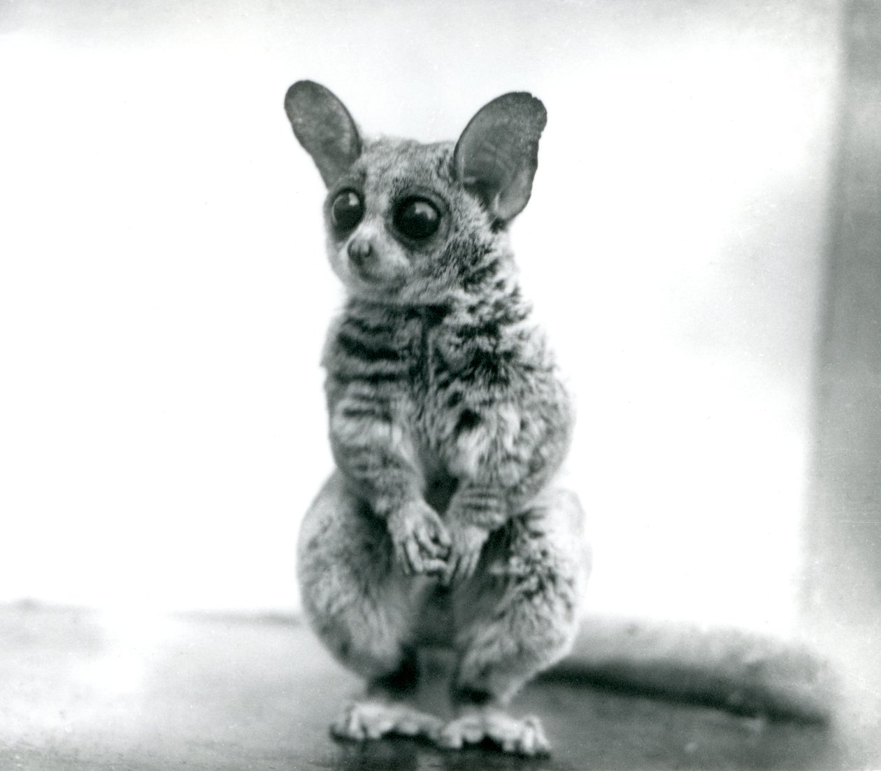 En Galago moholi, eller Mohol bushbaby i London Zoo, 12. september 1913 av Frederick William Bond