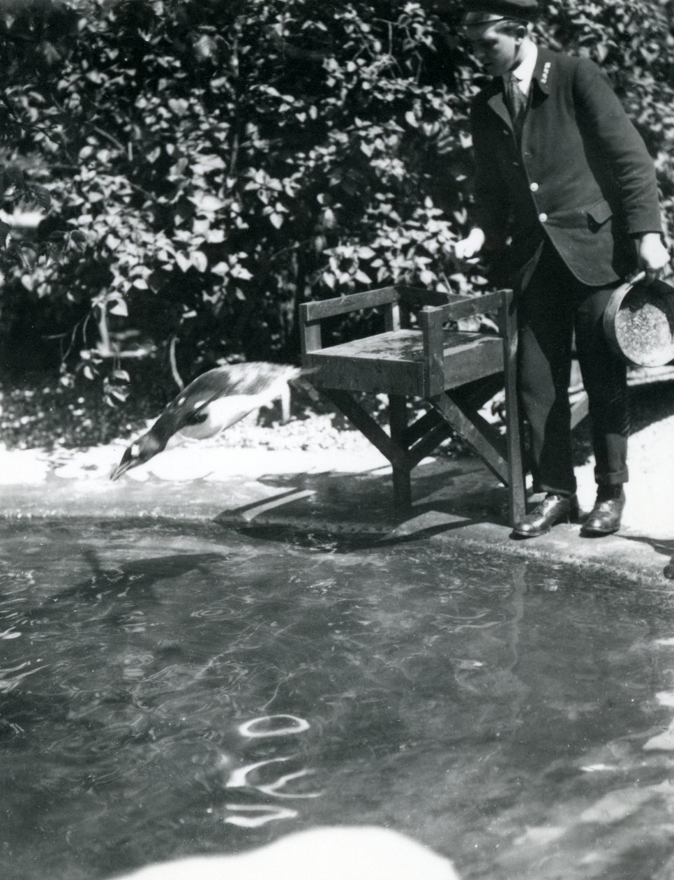 En Gentoo Penguin dykker etter fisk som keeperen nettopp har kastet i bassenget, London Zoo, juni 1914 av Frederick William Bond