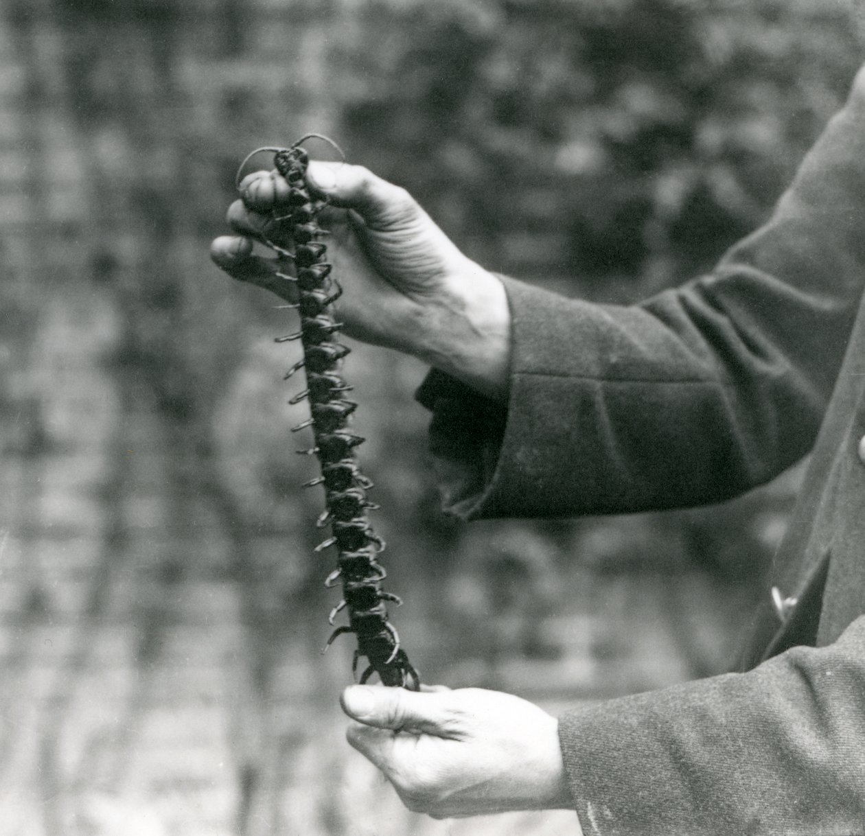En gigantisk tusenbein holdes forsiktig oppe av sin keeper, London Zoo, 1923 (bw-bilde) av Frederick William Bond