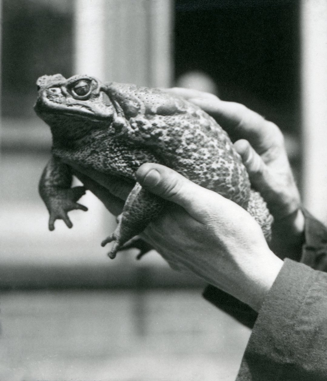 En GiantCaneMarine-padde holdes i sine vokteres hender, London Zoo, august 1923 (bw-bilde) av Frederick William Bond