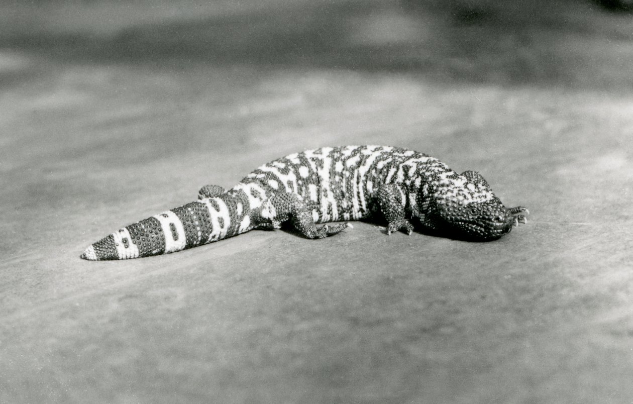 Et Gila-monster i London Zoo, september 1923 (bw-bilde) av Frederick William Bond