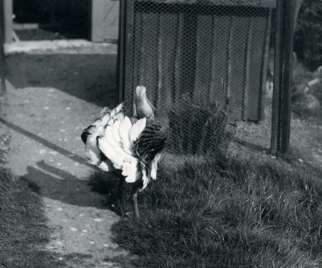 En stor bustard viser fjærene sine i London Zoo, mai 1914 av Frederick William Bond
