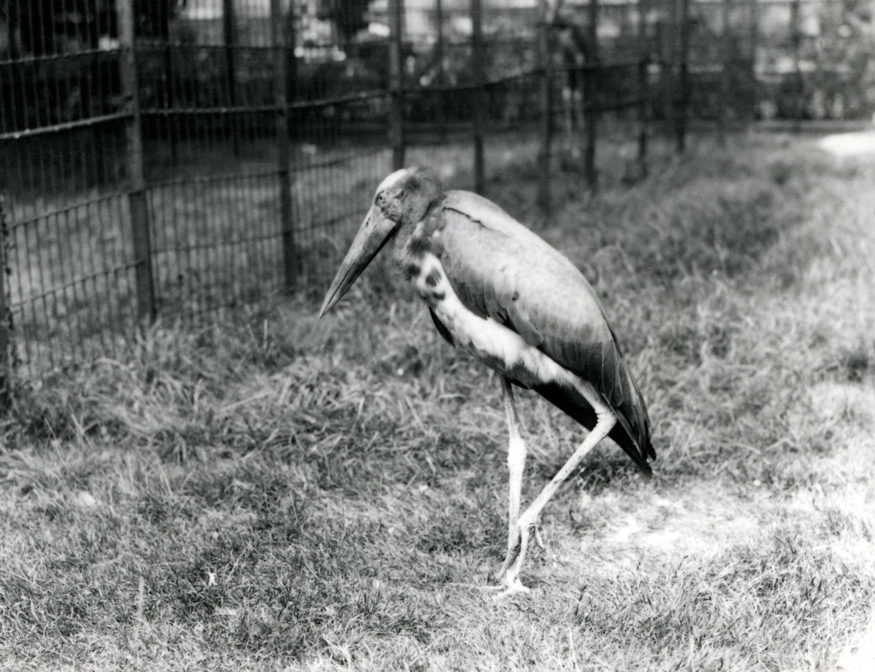 En Javan-adjutant, stående i London Zoo, september 1923 (bw-bilde) av Frederick William Bond
