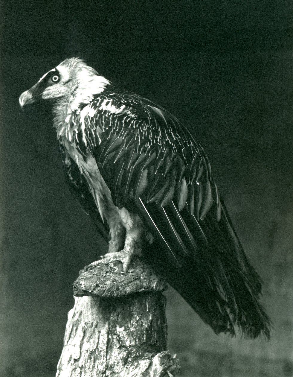 En Lammergier, eller Bearded Vulture, i London Zoo juni 1914 av Frederick William Bond