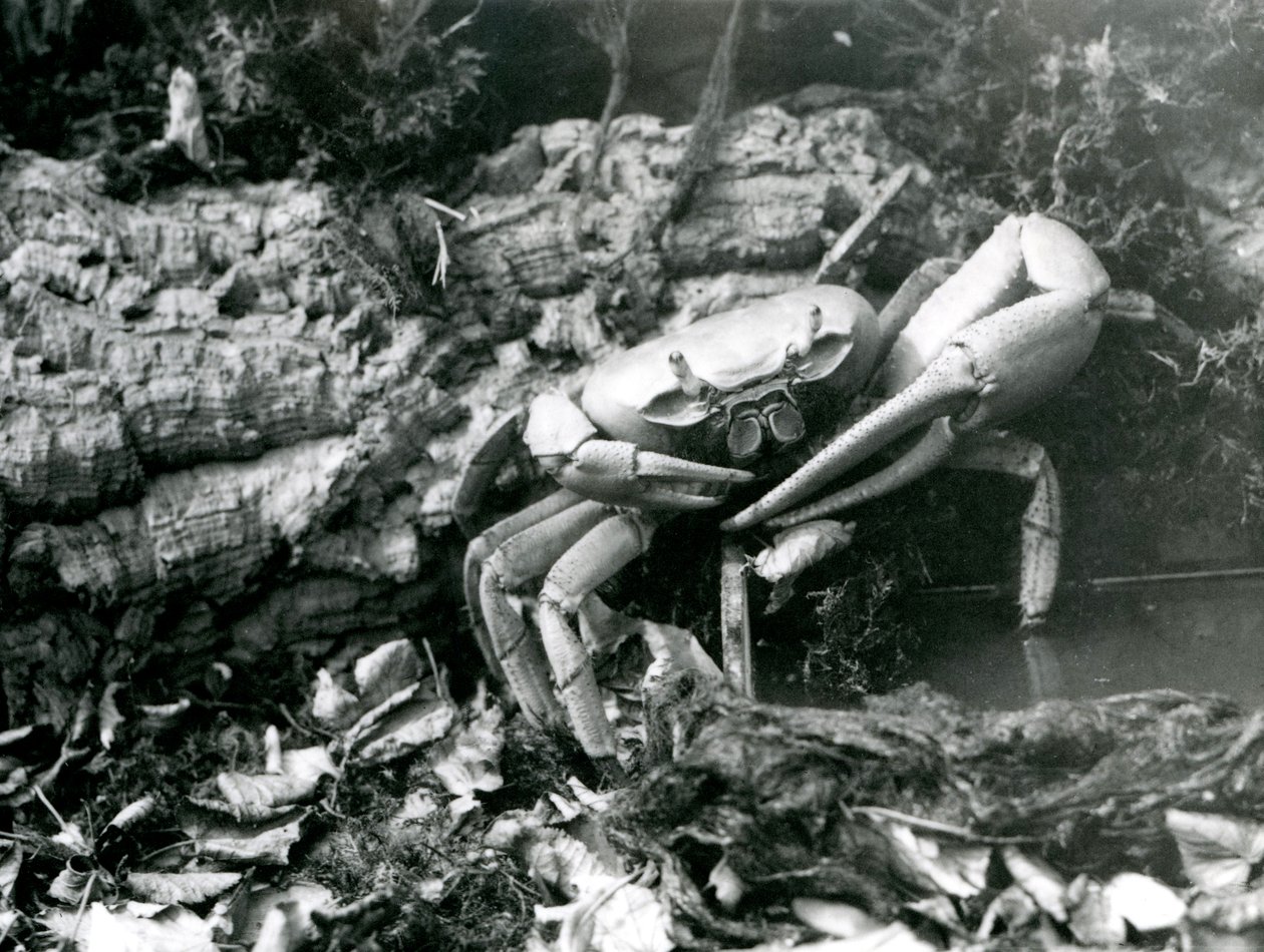 En landkrabbe i London Zoo, mai 1922 av Frederick William Bond