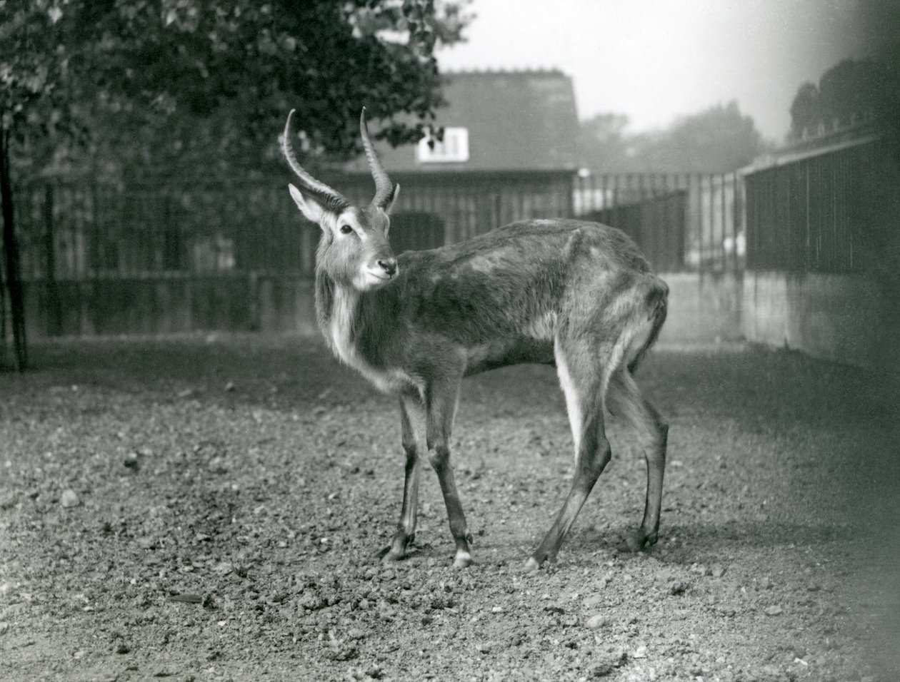 A Lechwe i London Zoo, september 1921 av Frederick William Bond