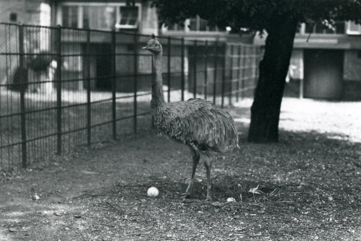 En Lesser eller Darwins Rhea stående i reiret med to egg, London Zoo, mai 1914 av Frederick William Bond
