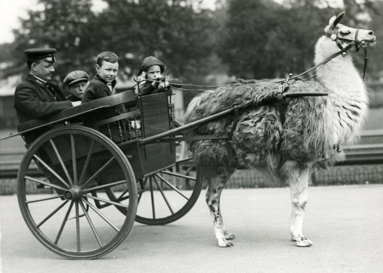 En tur med lamavogn med keeper og barn i London Zoo, mai 1914 av Frederick William Bond