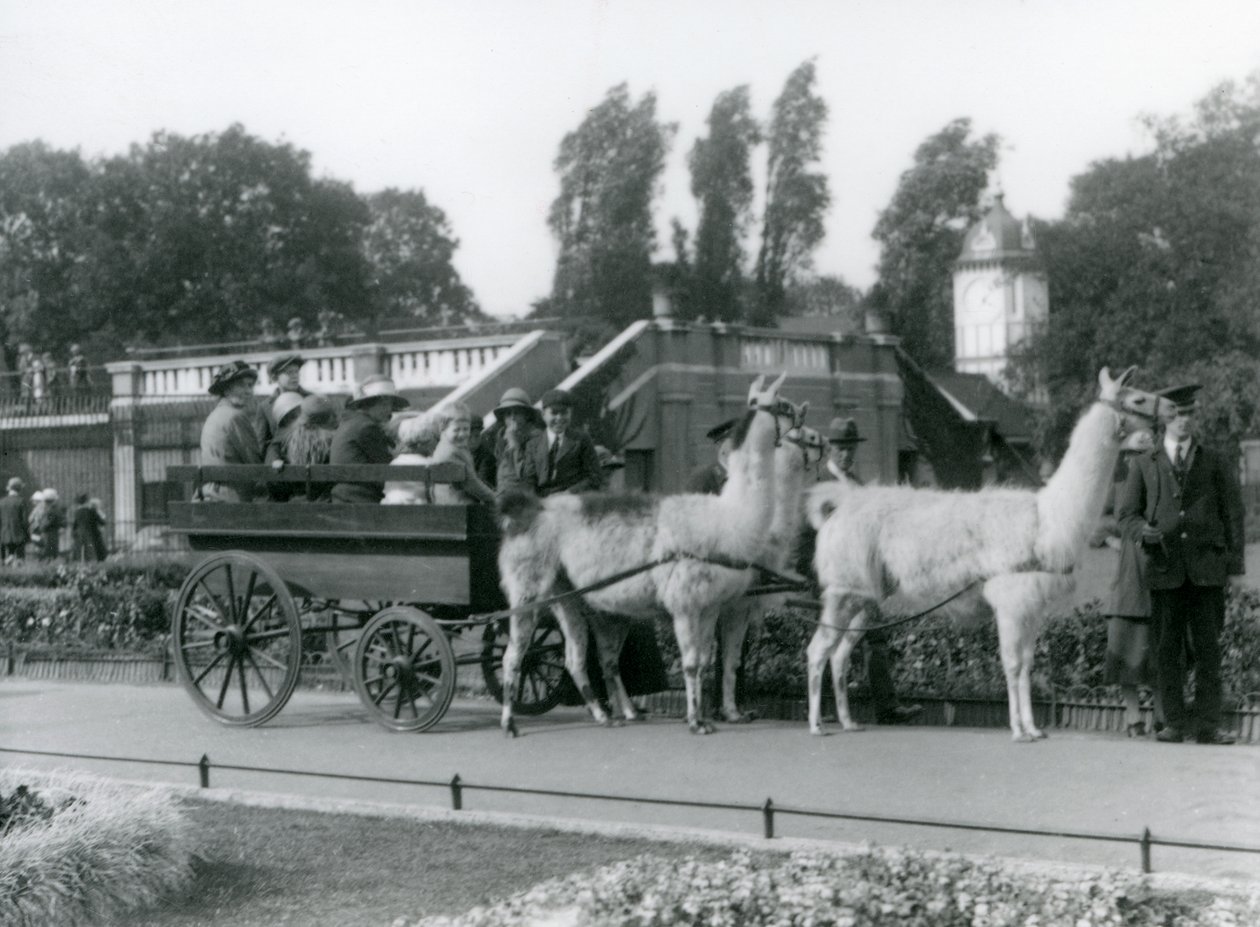 En lama-vogntur for besøkende med tre lamaer ledet av Keepers, London Zoo, august 1923 (bw-bilde) av Frederick William Bond