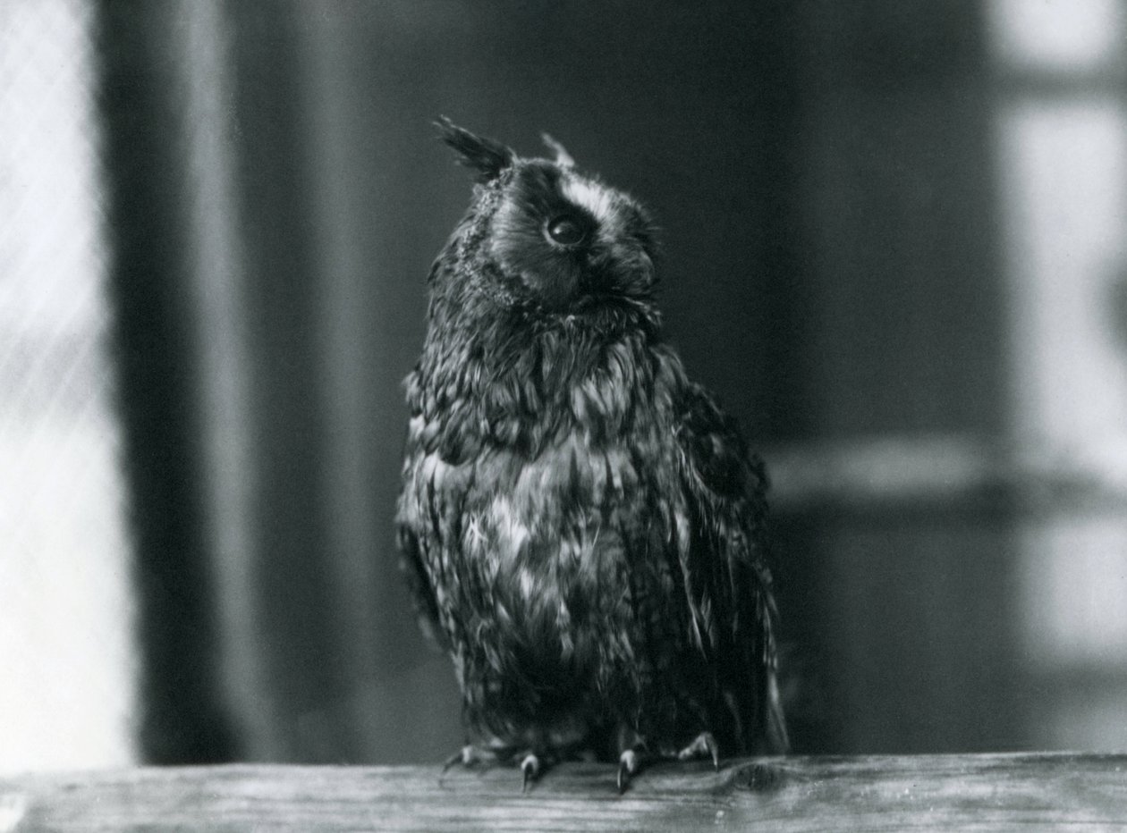 En langøret ugle i London Zoo, januar 1922 av Frederick William Bond