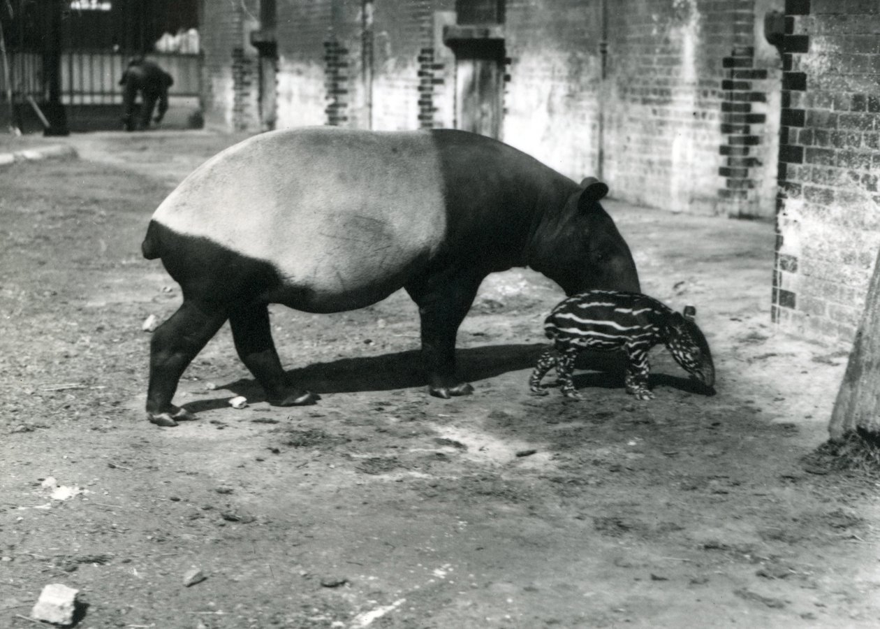 En malaysisk tapir med sin 4 dager gamle baby i London Zoo, juli 1921 av Frederick William Bond
