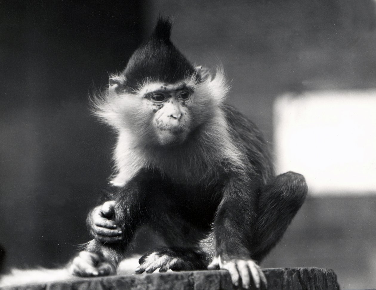 En Mangabey-ape, Freckles, ved ZSL London Zoo, fra juli 1925 av Frederick William Bond