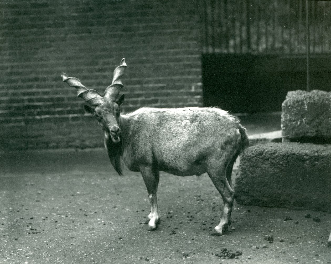 En Markhor i London Zoo, juni 1914 av Frederick William Bond