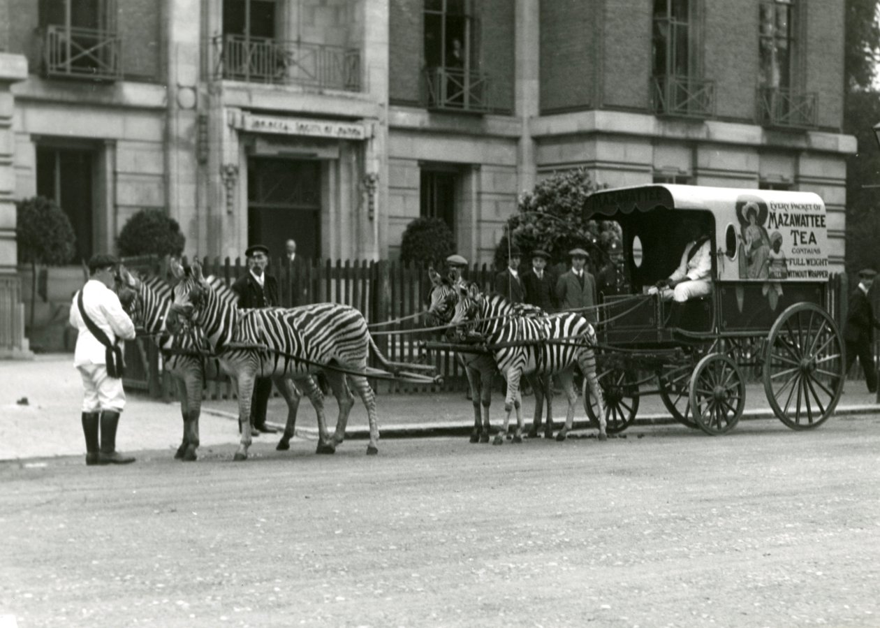 En Mazawattee Tea Cart, tegnet av et team av sebraer, utenfor Zoological Society of Londons Regent