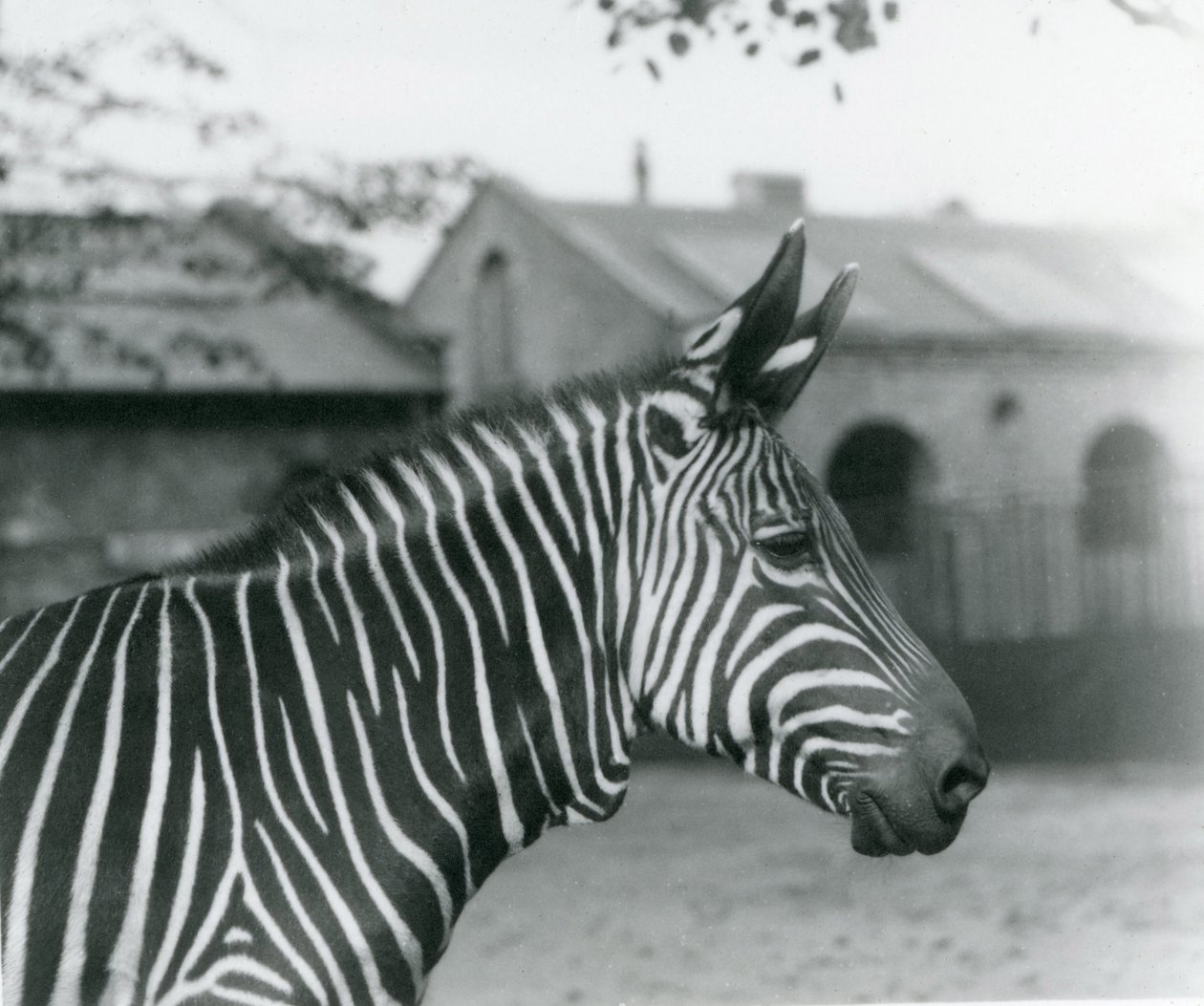 En fjellsebra i London Zoo, september 1921 av Frederick William Bond